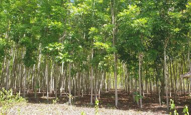 Land Rush Sale San Simon Farm Cagayan de Oro 4.6 Hectares suitable subdivision