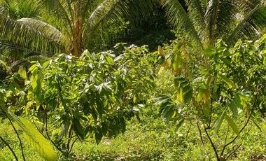 Land Rush Sale San Simon Farm Cagayan de Oro 4.6 Hectares suitable subdivision