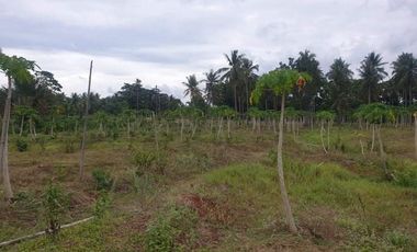 For Sale 3 Has Agri-Land at Amoros, El Salvador (3km fr highway)