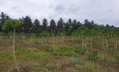 For Sale 3 Has Agri-Land at Amoros, El Salvador (3km fr highway)