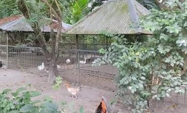 Wildlife Farm Hacienda House & Land 2.3 Hectares in Botolan, Zambales for Sale