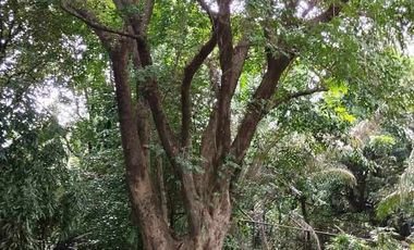Wildlife Farm Hacienda House & Land 2.3 Hectares in Botolan, Zambales for Sale