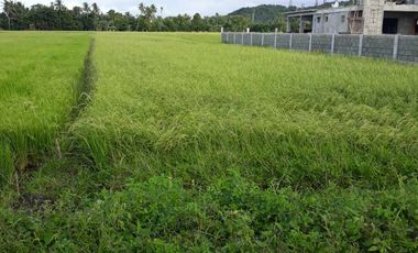 For Sale! Agriculture lot or Residential Lot