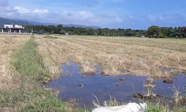 For Sale! Agriculture lot or Residential Lot