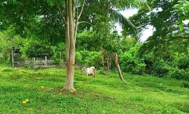 3 HECTARES LAND FOR SALE IN LIPA CITY