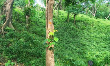 3 HECTARES LAND FOR SALE IN LIPA CITY