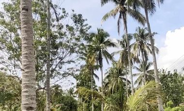 100 sqm Lot in Penaplata Samal Island for Installment