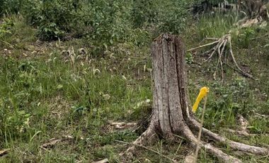 100 sqm Lot in Penaplata Samal Island for Installment