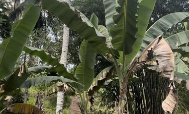 100 sqm Lot in Penaplata Samal Island for Installment