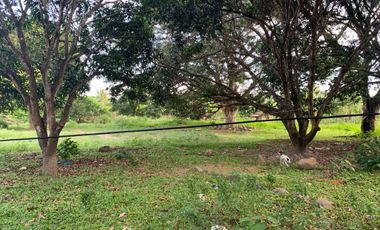 MANGO FARM FOR SALE  ID 14916