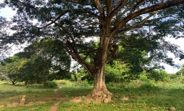 MANGO FARM FOR SALE  ID 14916