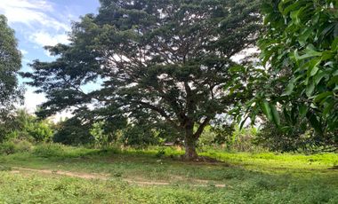 MANGO FARM FOR SALE  ID 14916