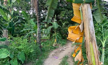 MANGO FARM FOR SALE  ID 14916