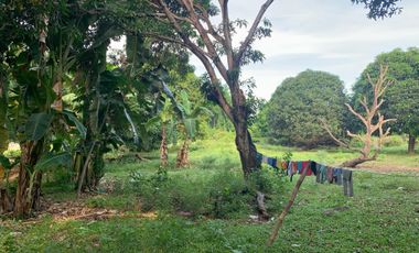 MANGO FARM FOR SALE  ID 14916