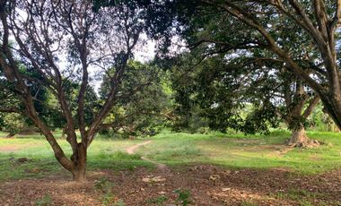MANGO FARM FOR SALE  ID 14916
