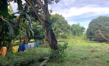 MANGO FARM FOR SALE  ID 14916