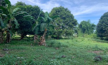MANGO FARM FOR SALE  ID 14916