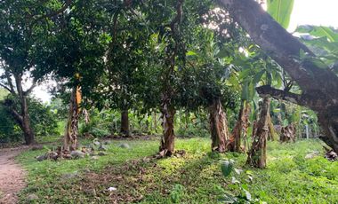 MANGO FARM FOR SALE  ID 14916