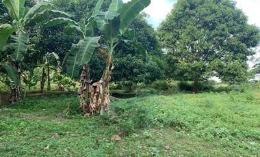 MANGO FARM FOR SALE  ID 14916