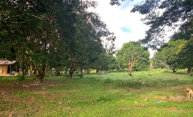 MANGO FARM FOR SALE  ID 14916