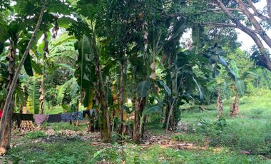 MANGO FARM FOR SALE  ID 14916