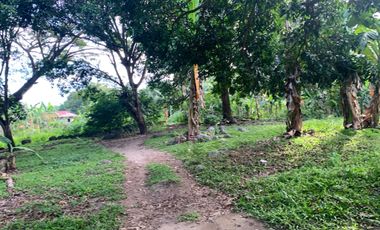 MANGO FARM FOR SALE  ID 14916