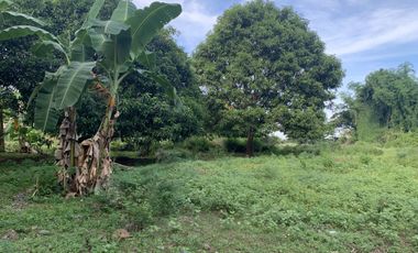 MANGO FARM FOR SALE  ID 14916