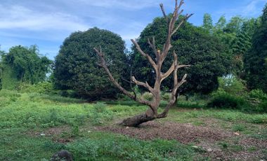 MANGO FARM FOR SALE  ID 14916
