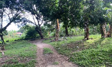 MANGO FARM FOR SALE  ID 14916