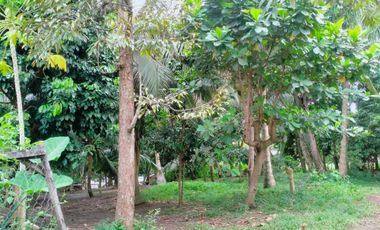 2000 sqm Lot in Lacson Calinan