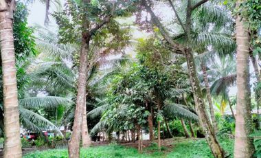 2000 sqm Lot in Lacson Calinan