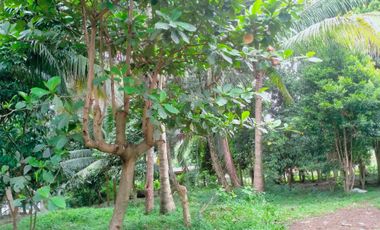 2000 sqm Lot in Lacson Calinan