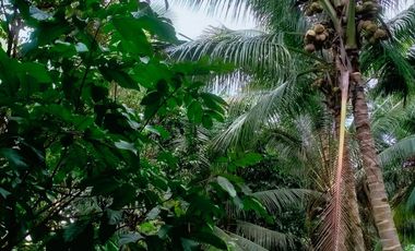 2000 sqm Lot in Lacson Calinan