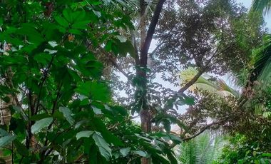 2000 sqm Lot in Lacson Calinan