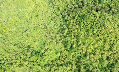 1.4 hectares lot for Sale in General Luna, Siargao