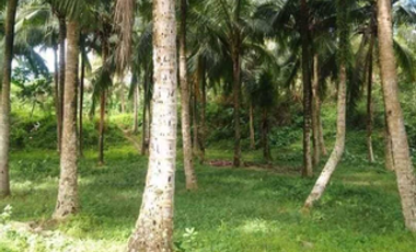 28,000 sqm Farm Lot For Rent at Sta. Ana San Pablo City Laguna