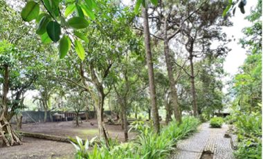 FOR SALE: Tagaytay Lot near Skyranch