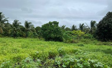 43,796 Sqm. Farm Land For Sale With Structures For Piggery At Dauin