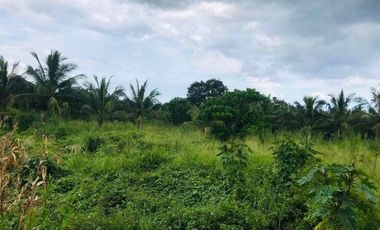 43,796 Sqm. Farm Land For Sale With Structures For Piggery At Dauin