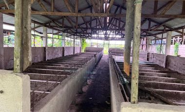 43,796 Sqm. Farm Land For Sale With Structures For Piggery At Dauin