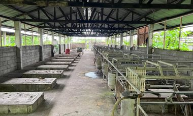 43,796 Sqm. Farm Land For Sale With Structures For Piggery At Dauin