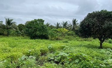 43,796 Sqm. Farm Land For Sale With Structures For Piggery At Dauin