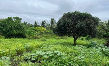 43,796 Sqm. Farm Land For Sale With Structures For Piggery At Dauin