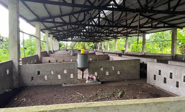 43,796 Sqm. Farm Land For Sale With Structures For Piggery At Dauin