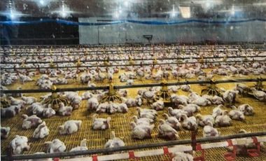 5.729HA Tunnel Vent Poultry with valid ECC for sale at Tagaloan