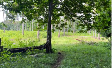 18,283 sqm Farm Land for Sale along Cemented Road in Negros Oriental