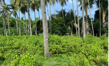 18,283 sqm Farm Land for Sale along Cemented Road in Negros Oriental
