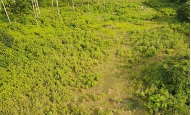 18,283 sqm Farm Land for Sale along Cemented Road in Negros Oriental