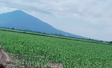 Farm Lot 5.5 Hectares in Brgy. Castillo Concepcion, Tarlac for Sale