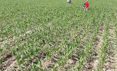 Farm Lot 5.5 Hectares in Brgy. Castillo Concepcion, Tarlac for Sale